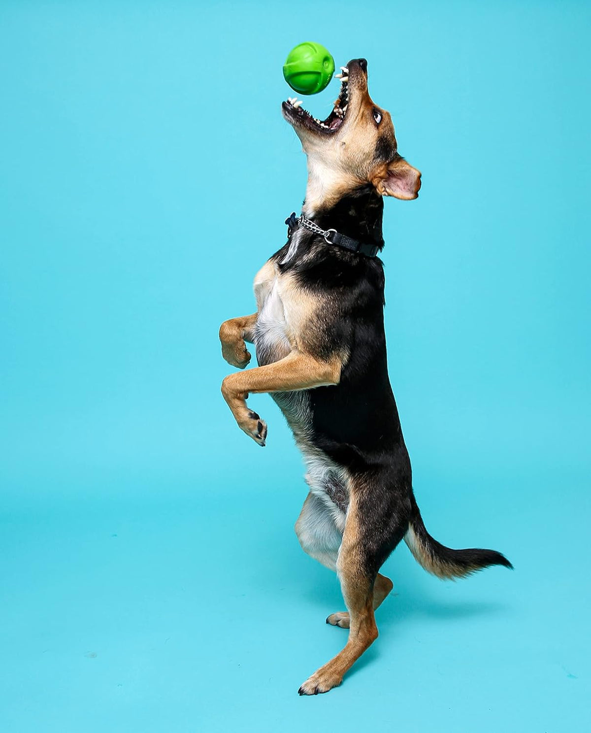 Hartz Dura Play Bacon Scented Squeak Ball Dog Toy for Small Breeds, 3 Pack - view 5