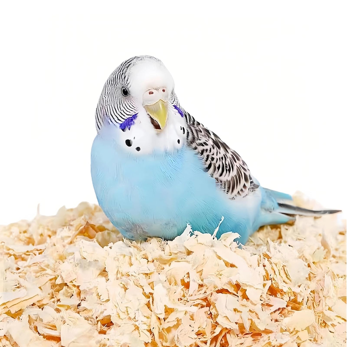 MANON ROSA Wood Shavings for Bird Bedding - Natural Aspen Soft Low-Dust & Odor-Control Nesting Material for Pa