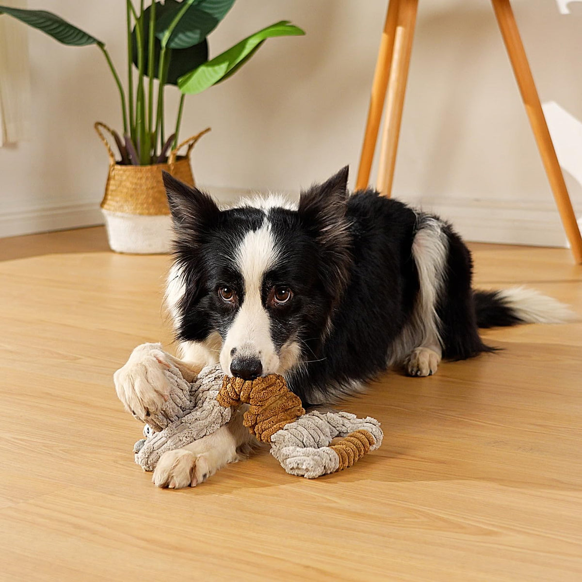 Squeaky Dog Toy, Durable Dog Toy Large Breed, Tug of War Dogs Interactive Toy, Stuffed Plush Puppy Toys with C - view 5