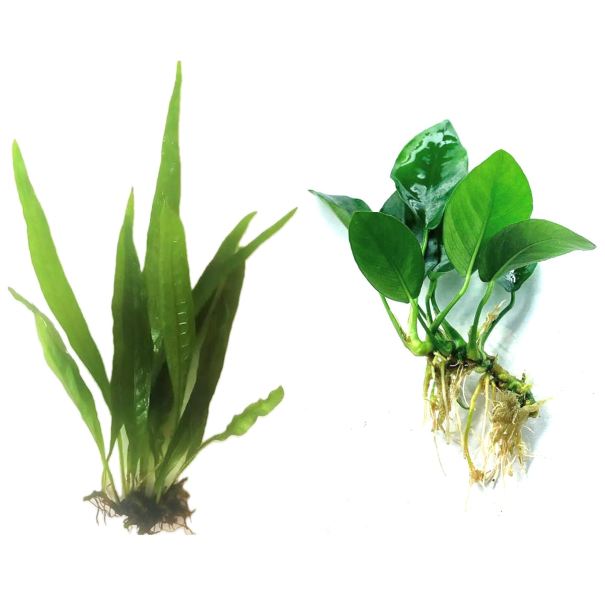 Java Fern and Anubias Aquarium Plant Bundle - Live Freshwater Plants for Aquascaping, Low Maintenance, Easy Be