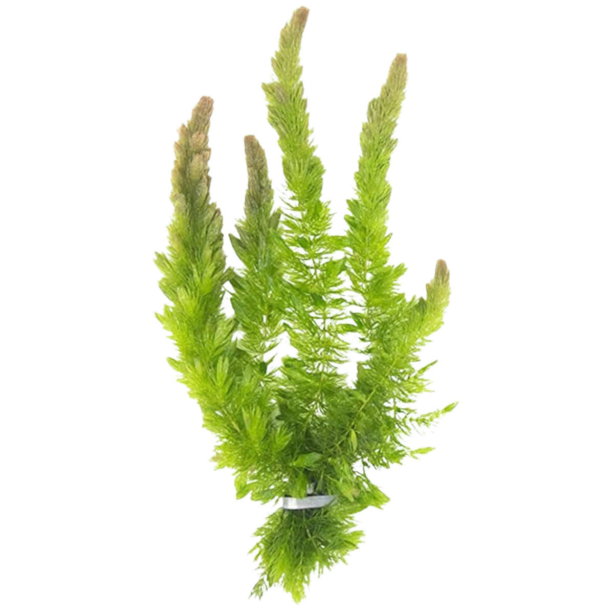 Live Fish Aquarium Plants - Hornwort Coontail - Floating or Rooted, Excellent Oxygenator, Perfect for Ponds or