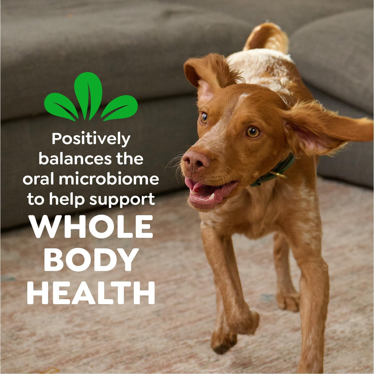 Greenies Veterinarian-Recommended Adult Natural Dental Dog Treats Large Size, Daily Treating, Helps Clean Teet - view 8