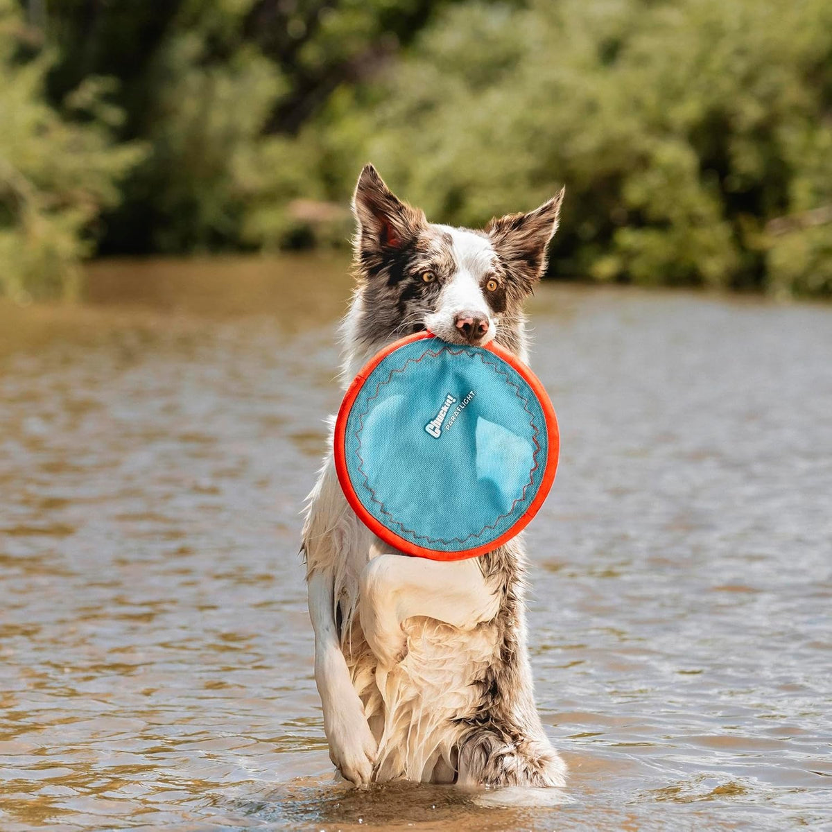 Chuckit! Paraflight Flying Disc Dog Toy - Water Floating Flyer - Durable Nylon Construction with Soft Rubber E - view 2