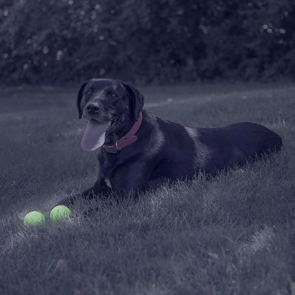 Chew King 2 Piece Glowing Fetch Ball - view 2