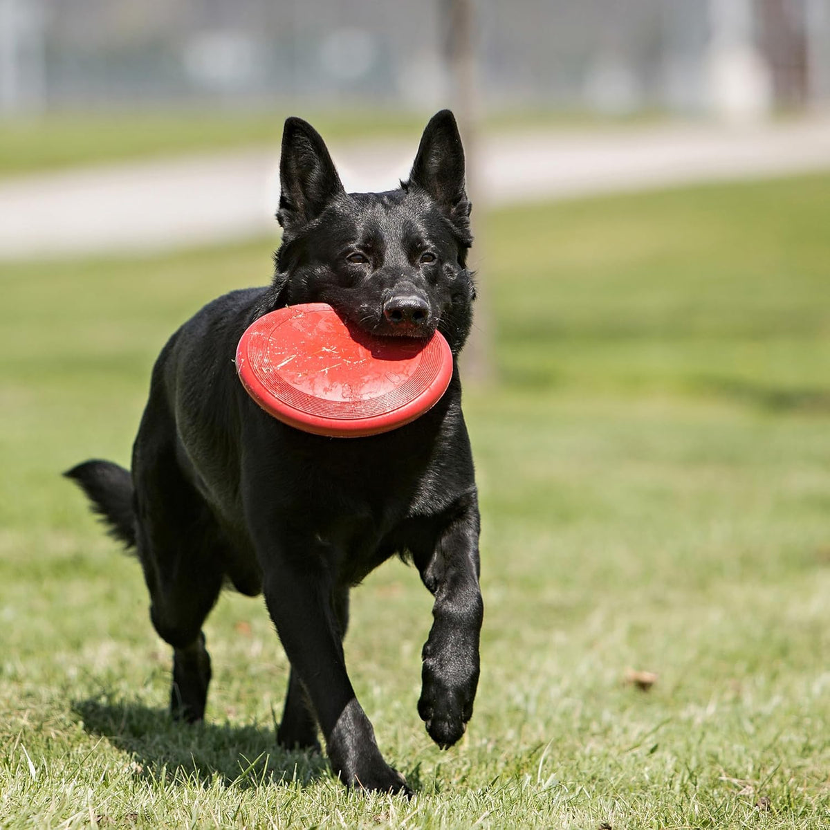 KONG Flyer - Durable Dog Toy for Outdoor Playtime - Natural Rubber Flying Disc, Dog Toy for Fetch - Safer Disc - view 2