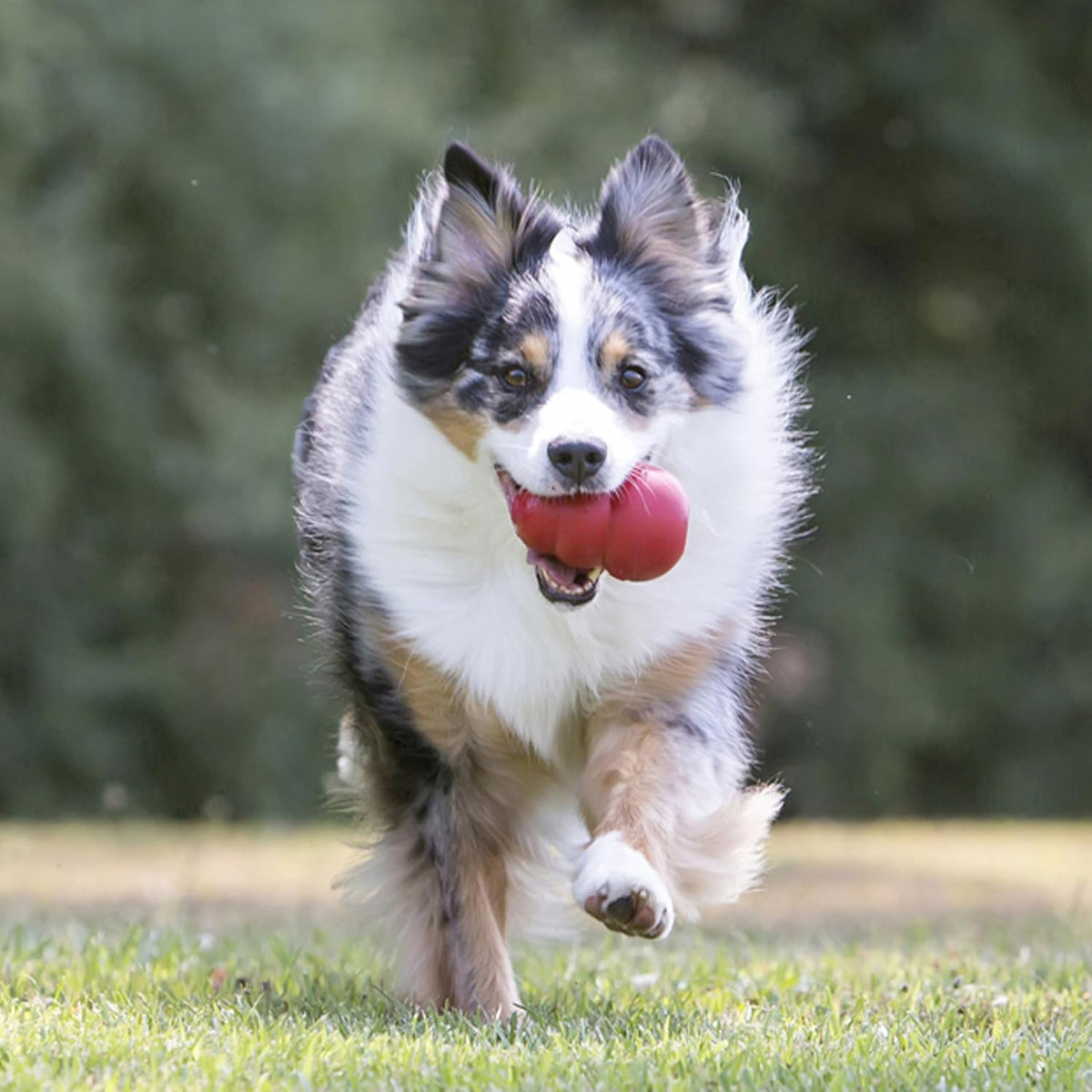 KONG Classic Stuffable Dog Toy - Fetch & Chew Toy for Dogs - Treat-Filling Capabilities & Erratic Bounce for E - view 2