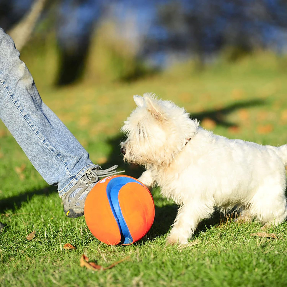 Chuckit! Kick Fetch Ball Dog Toy - Floats in Water - Perfect for Interactive Play - Made with Durable Rubber a - view 2