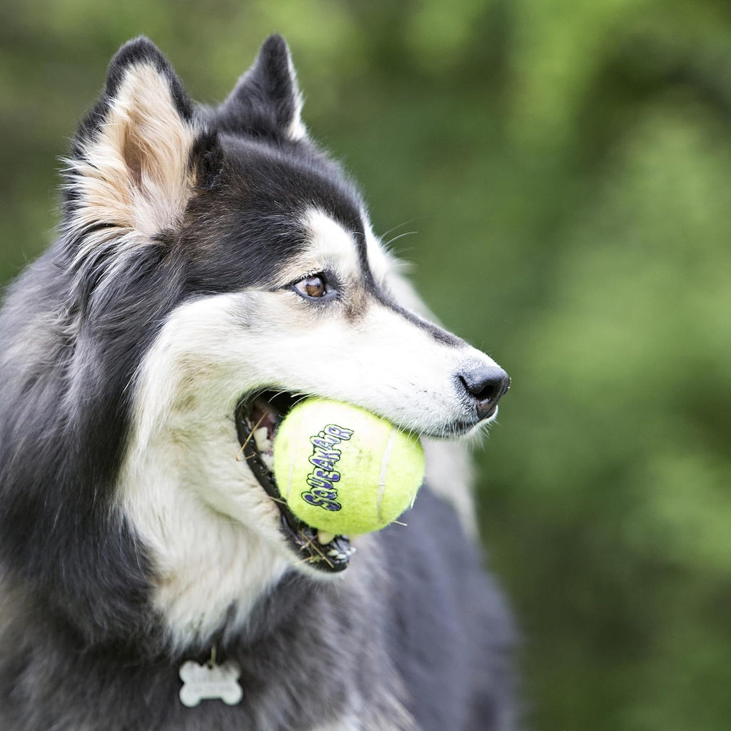 KONG Air Dog SqueakAir Dog Toy Tennis Balls, Medium (6 Pack) - view 2
