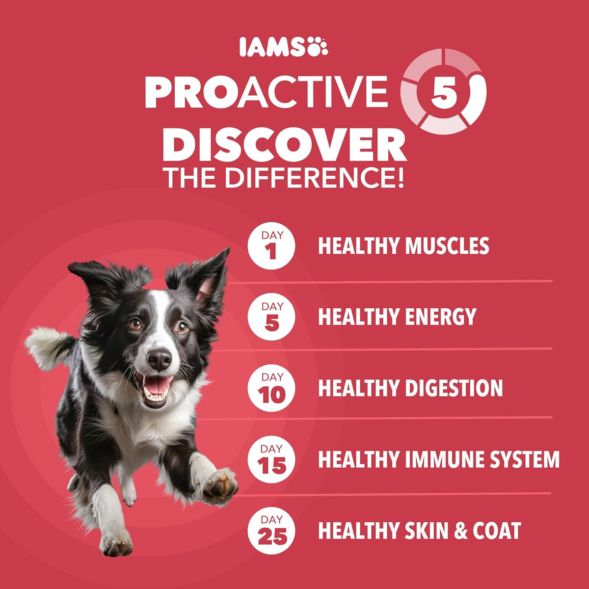 IAMS Proactive Health Minichunks Adult Dry Dog Food with Lamb & Rice, 30 lb. Bag - view 2
