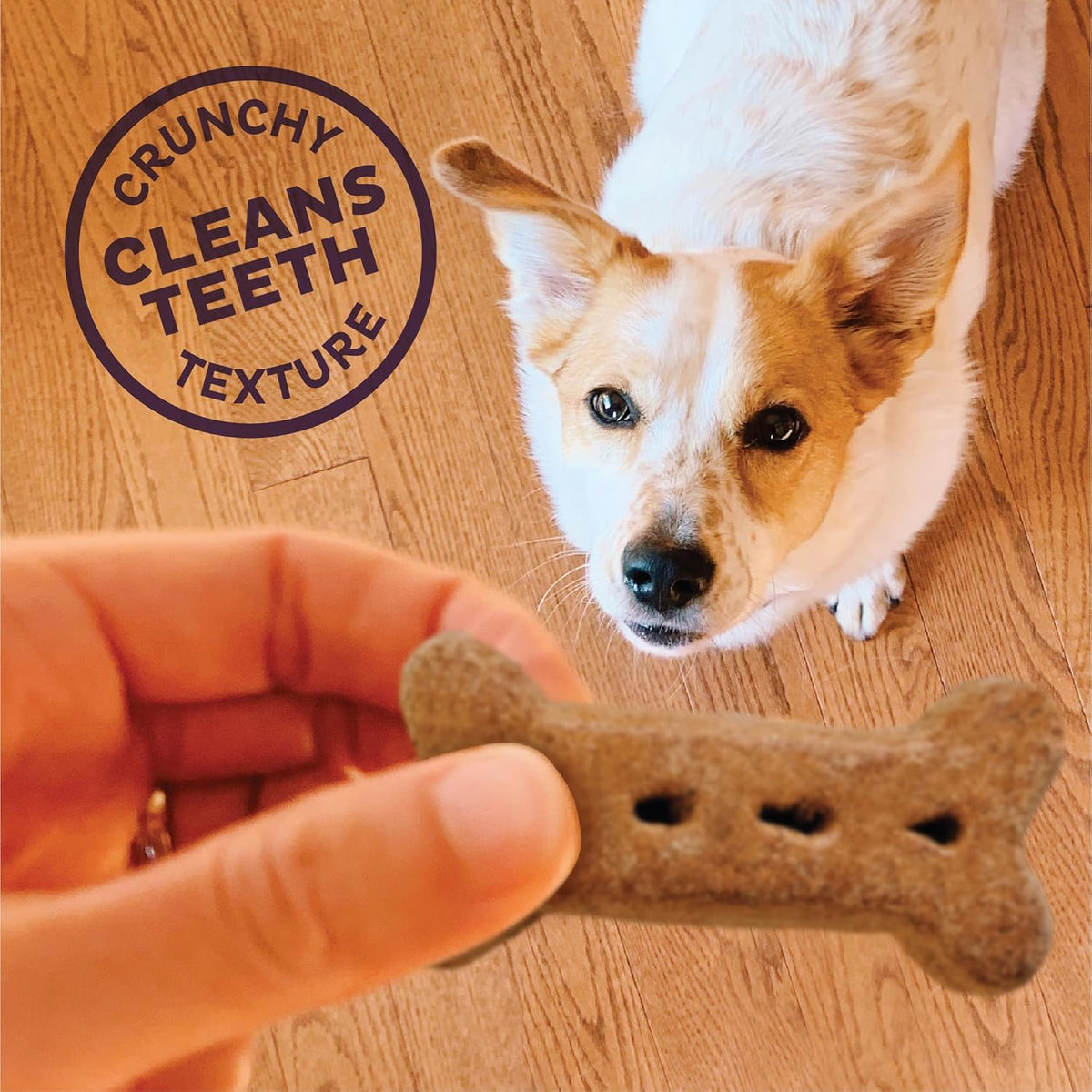Old Mother Hubbard Wellness P-Nuttier Dog Biscuits, Natural, Training Treats, Peanut Butter Flavor, Large Size - view 5