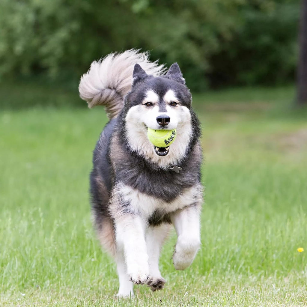 KONG Air Dog SqueakAir Dog Toy Tennis Balls, Medium (6 Pack) - view 6