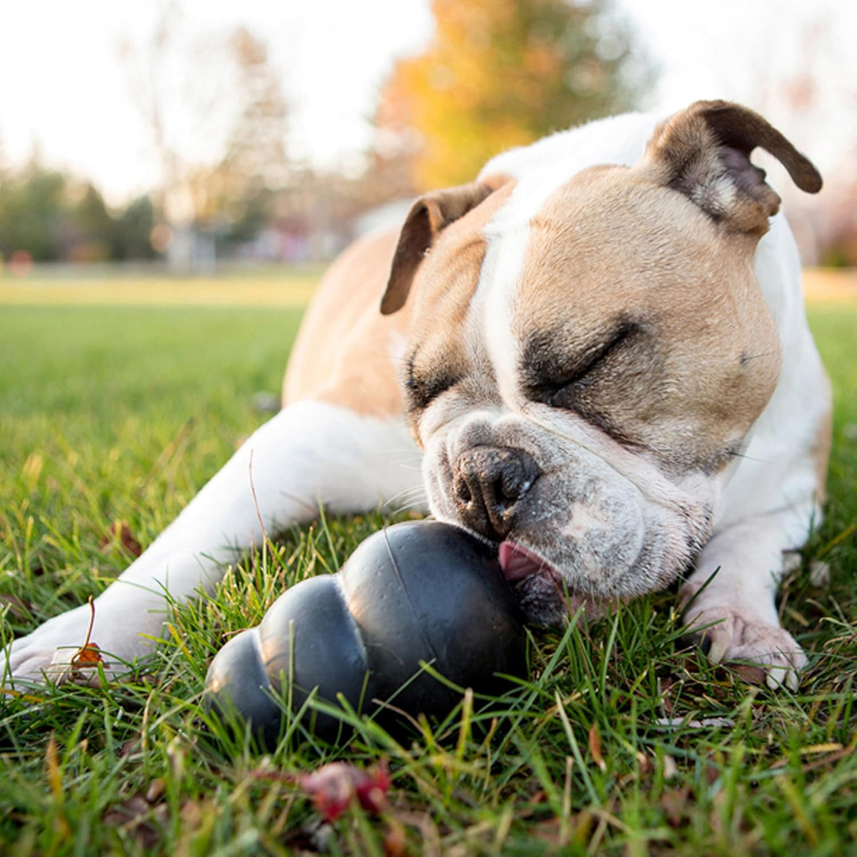 KONG Extreme Dog Toy - Fetch & Chew Toy - Treat-Filling Capabilities & Erratic Bounce for Extended Play Time M - view 2