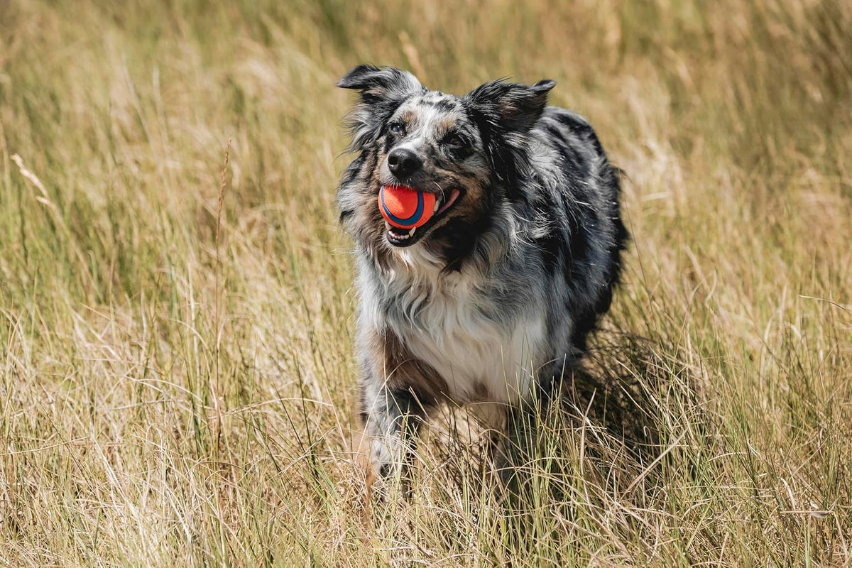 Chuckit! Ultra Ball Dog Toy - Medium Bouncy Fetch Balls For Dogs 20-60 lbs - Made from Durable Rubber - Floati - view 2